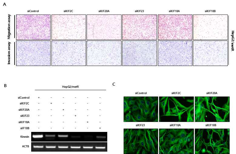 Kinesin 패밀리 유전자 발현 억제를 통한 세포 migration 및 invasion 능력 확인 및 alpha tubulin 형성 비교