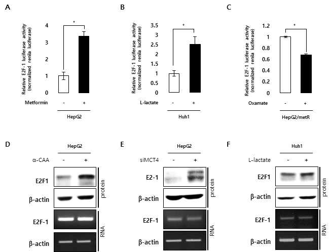 Microtubule 상위 조절자인 E2F1의 다양한 젖산 신호 환경에서의 활성도 및 단백질, 전사체 발현 패턴 확인