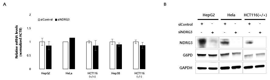 PPP 핵심인자 G6PD 유전자 발현 확인. A. NDRG3 발현이 감소된 세포주에서의 전사체 발현 확인, B. 단백질 발현 확인