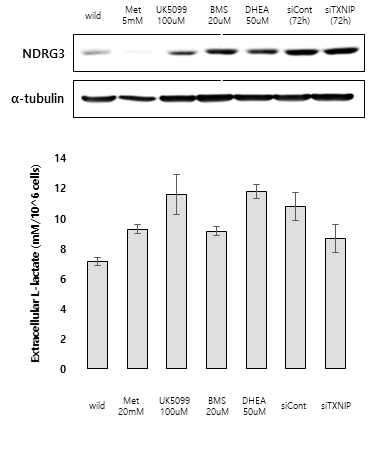 Glycolysis 대사 활성화에 따른 과생성 대사산물 젖산에 의한 NDRG3의 발현 증가