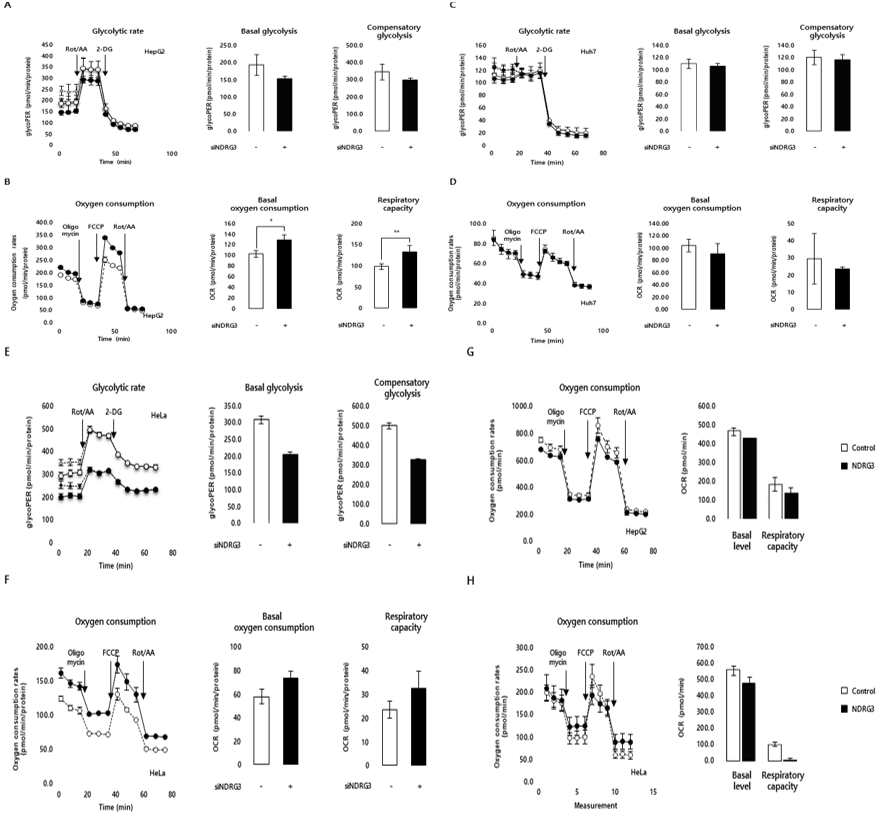 그림 1. 젖산신호 핵심 인자 NDRG3 발현 조절을 통한 세포 대사 변화. A-B. HepG2 세포 주의 proton rate 및 OCR 측정, C-D. Huh7 세포주 에서의 NDRG3 발현 감소에 다른 proton rate 및 OCR 측정, E-F. HeLa 세포주에서의 NDRG3 발현 감소에 따른 proton rate 및 OCR 측정, G-H. HepG2 및 HeLa 세포주에서의 NDRG3 과발현 후 OCR 결과