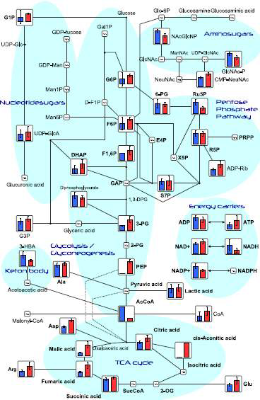 해당 과정(glycolysis)과 TCA 회로 분석