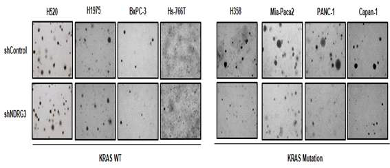 KRAS wild-type / 돌연변이 세포주에서 NDRG3의 발현억제를 통한 군집 생성능력 비교