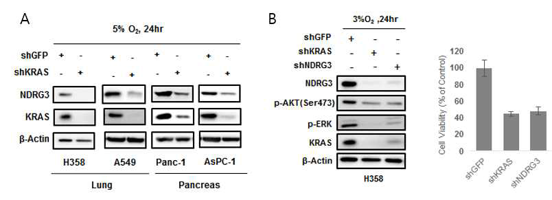 KRAS 발현억제 의한 NDRG3의 발현 (A)과 세포성장 측정 (B)