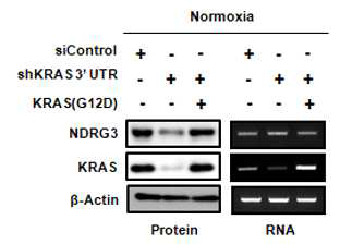 KRAS 발현 회복에 따른 NDRG3 단백질의 발현변화