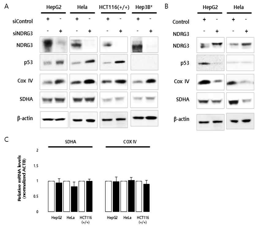 NDRG3 발현 변화에 따른 세포 대사 관련 유전자 발현 변화. A. NDRG3의 발현 억제에 따른 p53 및 mitochondria ETC 유전자 발현 증가. B. NDRG3 발현 증대에 따른 발현 감소 패턴 확인, C. 전사체 레벨에서의 발현 확인