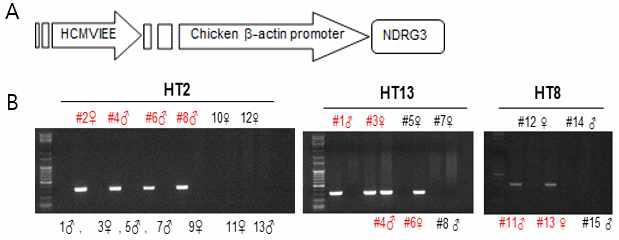 NDRG3 과발현 벡터 (A) 및 genotyping 분석 (B)