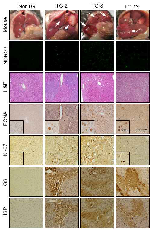 NDRG3 Transgenic mouse에서의 표형형 분석