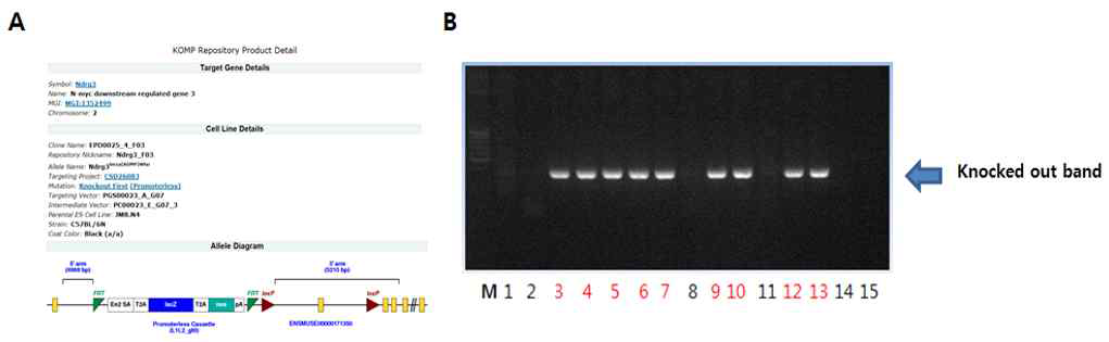 KOMP로부터 얻어진 NDRG3 마우스 정보와 이로부터 얻어진 heterozygote germline 마우스의 구축. (A)KOMP에서 제공받은 conditional NDRG3 knock out (KO) 마우스에 대한 정보와 유전자 모식도 (B) chimera 마우스로부터 교배되어 구축된 heterozygote germline 마우스의 genotyping