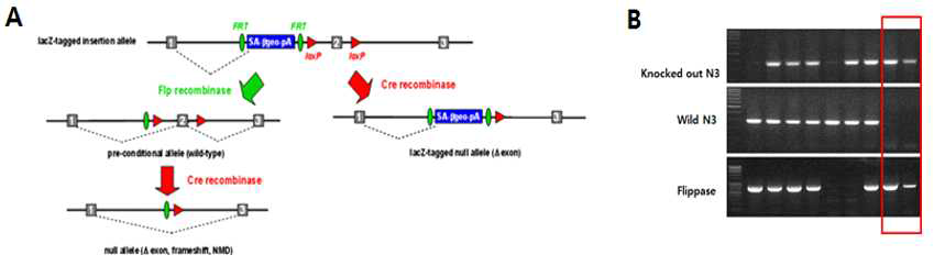 Conditional homozygote germline 마우스의 구축. (A)conditional NDRG3 KO 마우스 구축을 위한 교배 모식도. (B) Flp recombinase에 의한 conditioal NDRG3 KO mouse라인 구축을 확인하는 genotyping