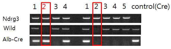 간 특이적 conditional NDRG3 KO 마우스 genotyping 분석