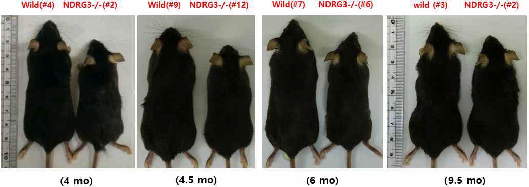 NDRG3 KO 마우스 표현형 분석