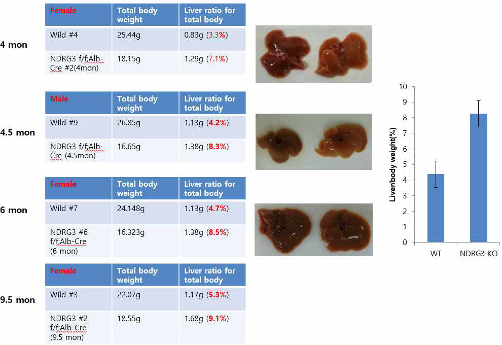 NDRG3 KO 마우스의 간 표현형 분석