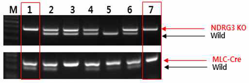 근육 특이적 conditional NDRG3 KO 마우스 genotyping 분석