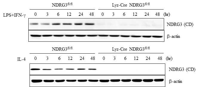 M1 및 M2 대식세포 분극에 따른 NDRG3 단백질 발현 변화
