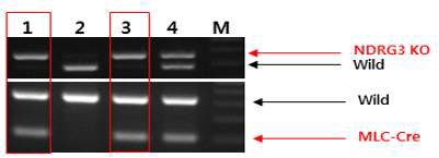 그림 3. Inducible NDRG3 KO 마우스 genotyping 분석