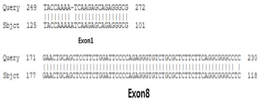 LDHA KO 마우스의 genomic DNA 염기서열 분석