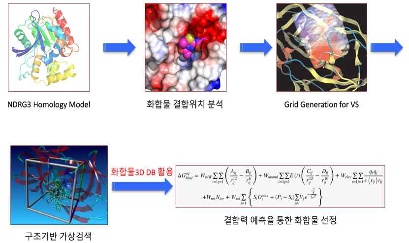 구조기반 NDRG3 표적 가상검색 연구과정