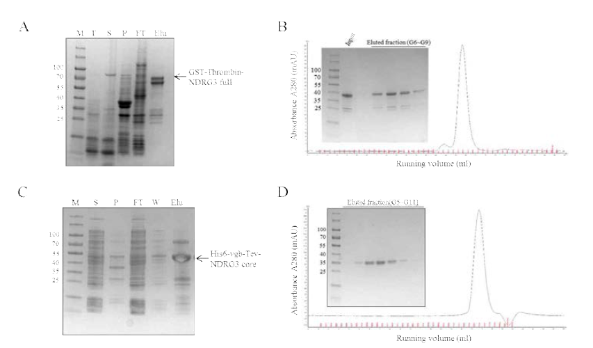 NDRG3 단백질 정제. A) GST column을 이용한 NDRG3 full domain 1차 정제. T: total, S: soluble, P: pellet, FT: column flow through, Elu: elution. B)Gel filtration을 이용한 NDRG3 full domain 2차 정제. C) Ni column을 이용한 NDRG3 core domain 1차 정제. T: total, S: soluble, P: pellet, FT: column flow through, W: washing, Elu: elution. B)Gel filtration을 이용한 NDRG3 core domain 2차 정제