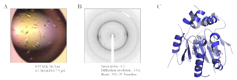 NDRG3 단백질 결정화. A) NDRG3 core domain결정, B) X-선 회절, C) Apo 크리스탈 구조