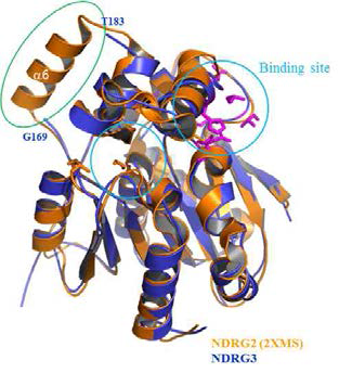 NDRG2(yellow)와 NDRG3(blue)간 구조 비교