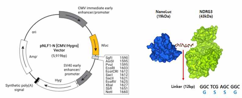 NDRG3 단백질 N-terminal에 Nanoluciferase 단백질을 결합시킨 융합 단백질 모식도