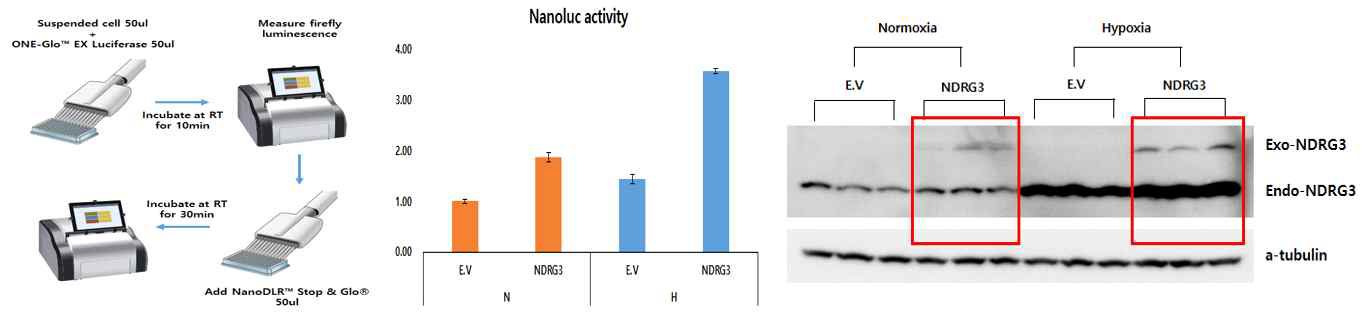 Exogenous NDRG3 단백질의 Nanoluciferase 활성 및 단백질 발현 측정