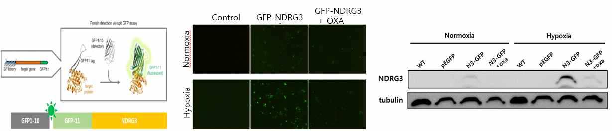NDRG3-GFP11 융합단백질 발현 조사