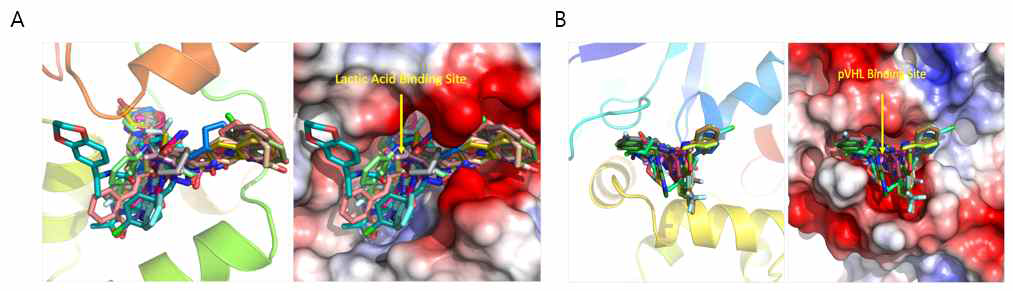 Lactic acid (A) 와 VHL (B) 결합 위치에 대한 구조기반 가상검색