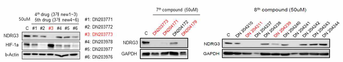 9번 화합물의 유도체들에 의한 NDRG3 단백질 발현 조사