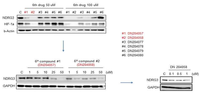 14번 화합물의 유도체들에 의한 NDRG3 단백질 발현 조사