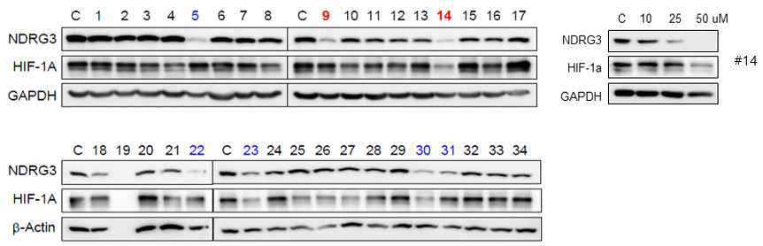 34종의 화합물에 의한 NDRG3 단백질 발현 조사
