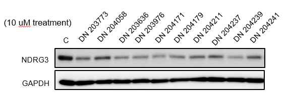 그림. 선별된 10종 화합물들에 의한 NDRG3 단백질 발현 조사