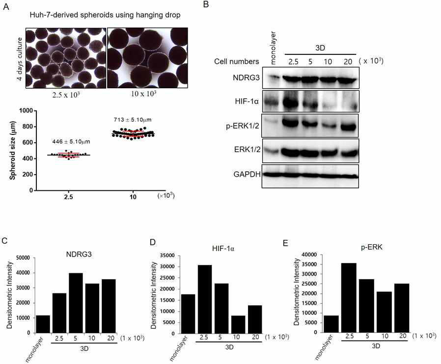 3차원 배양에 의한 Huh7 spheroid의 크기에 따른 NDRG3, HIF-1α, p-ERK1/2 발현 양상.