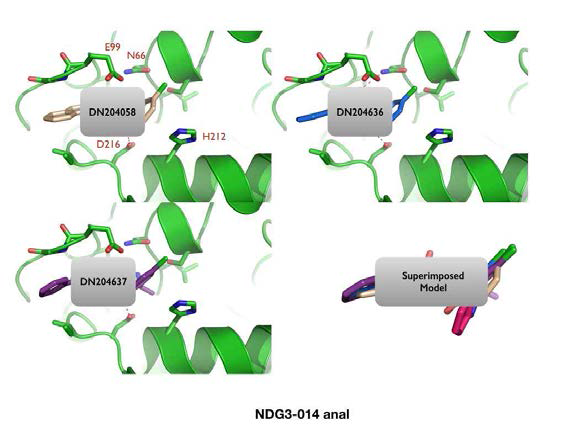 14 화합물 유도체와 NDRG3의 결합모델