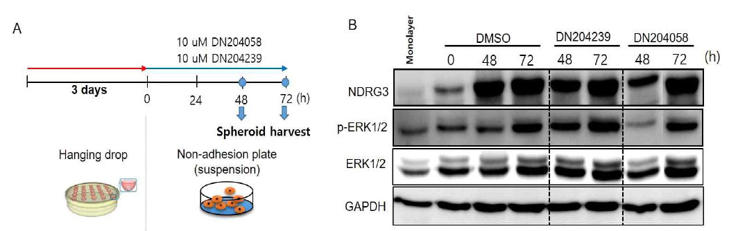 3차원 배양 방법인 Hanging drop으로 만들어진 Huh7 spheroid를 이용한 선별된 NDRG3 저해제에 대한 NDRG3, p-ERK1/2 발현 양상 확인. (A) 2.5 x 103 Huh7 세포로 3일간 hang in drop에 의해 만든 후, spheroid를 non-adhesion plate에서 DN204239와 DN204058를 처리하여 시간별로 spheroid를 얻음. (B) NDRG3 저해제 처리 후, 시간별로 NDRG3, p-ERK1/2 단백질 발현 양상 비교