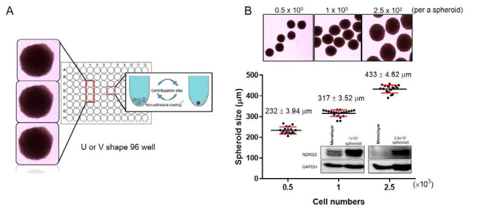 3차원 배양 방법인 U shape 96 well plate에서 Huh7 세포의 수에 따른 Huh7 spheroid 제작. (A) U shape 96 well plate에서 Huh7 세포의 수 (0.5 x 103, 1 x 103, 2.5 x 103)에 따라 Huh7 spheroid 제작. (B) U shape 96 well plate에서 3일간 만들어진 Huh7 spheroid의 크기 측정 및 NDRG3 단백질 발현 양상 확인