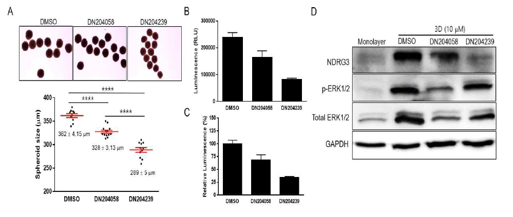 3차원 배양에 의한 Huh7 spheroid에서 선별된 NDRG3 저해제에 의한 spheroid의 증식 및 NDRG3 발현을 억제. (A) Huh7 spheroid (1x103)을 DN204058과 DN204239 처리 후, 7일간 U bottom 96 well plate에서 만들어진 spheroid의 크기 비교. (B-C) 7일간 만들어진 spheroid를 CellTiter-Glo를 이용하여 spheroid 증식 억제 여부조사. (C) Huh7 spheroid (1x103)을 DN204058과 DN204239 처리 후, 3일간 배양한 Huh7 spheroid에서의 NDRG3와 p-ERK1/2 발현 양상 비교