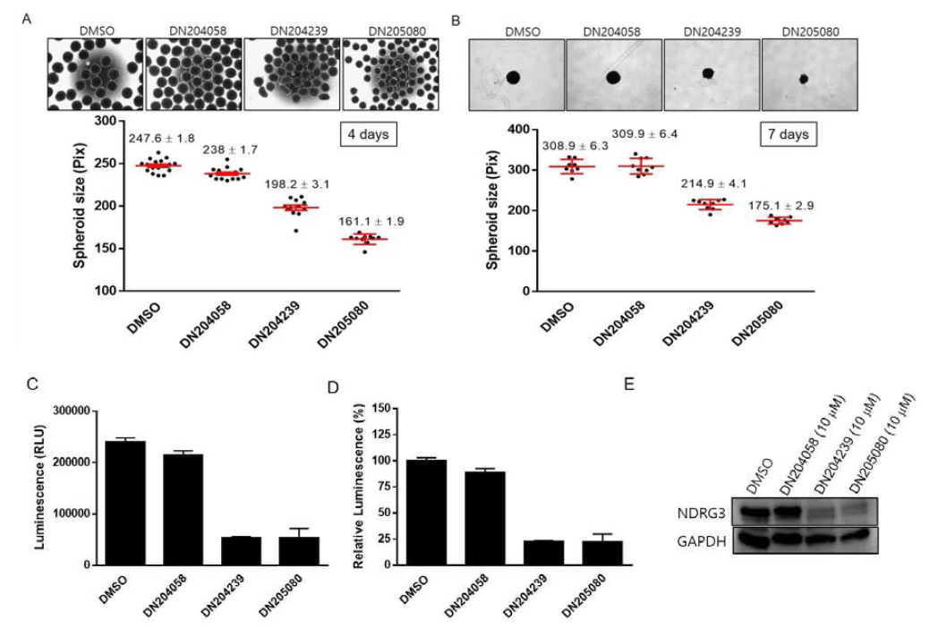 3차원 배양에 의한 Huh7 spheroid을 이용한 선별된 NDRG3 저해제에 의한 spheroid의 증식 및 NDRG3 단백질 발현 억제 확인. (A) Huh7 spheroid (1x103)을 DN204058, DN204239, DN205080 처리 후, 4일간 U bottom 96 well plate에서 만들어진 spheroid의 크기 비교. (B) 7일간 U bottom 96 well plate에서 만들어진 spheroid의 크기 비교 (C-D) 7 일간 만들어진 spheroid를 CellTiter-Glo를 이용하여 화합물간의 spheroid 증식 억제 비교 . (E) Huh7 spheroid (1x103)을 DN204058, DN204239, DN205080 처리 후, 4일간 배양한 Huh7-spheroid에서의 NDRG3 발현 양상 비교