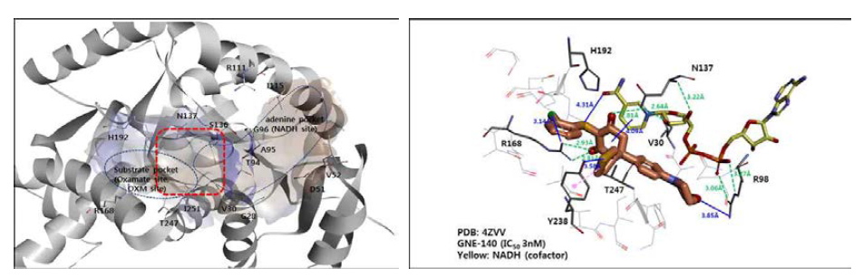 LDHA Docking site 분석(위)와 대조물질(GNE-140)의 바인딩 모드 분석