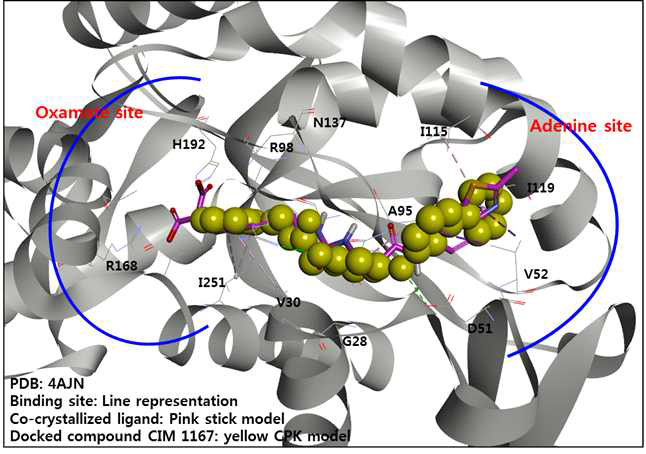 CIM 1167의 docking mode (Hydrogen bond (green; D51, R98), Hydrophobic (pink; V30, A95, I115, I251), Pi-sigma (purple; V52, I119))