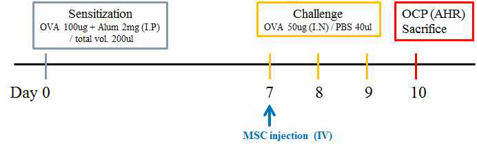 OVA sensitization/challenge 모델