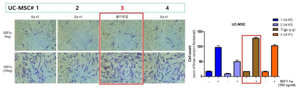 Chemotaxis로 hUC-MSC의 migration을 통한 기능 비교