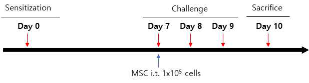 PF-MSC 효율 평가를 위한 HDM-induced asthma model 개요