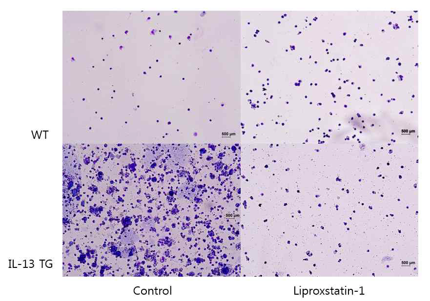 Liproxstatin-1으로 프라이밍된 MSC가 IL-13TG mouse 의 기도염증에 미치는 영향