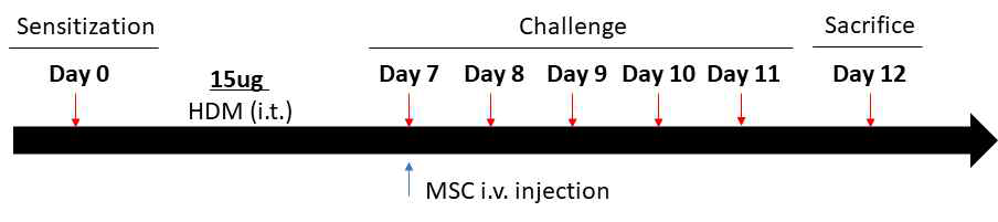 HDM 유발 천식 모델에서 MSC 효과 확인 실험 일정: MSC는 Day 7 challenge 4시간 이후에 꼬리 정맥으로 주입
