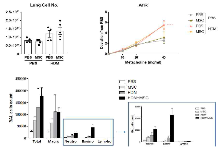 HDM 유발 천식 모델에 서 MSC 효과 확인 – Total lung cell 수, 기도저항성 (AHR) 및 BAL cell differential count : HDM 처리군에서 total lung cell, 기도저항성 증가함. BAL cell에서 HDM에 MSC 처리시 호산구가 유의하게 증가함