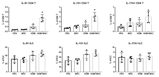 HDM 유발 천식 모델에서 MSC 효과 확인 – CD4 T cell과 ILC에서 type 2 and 17 cytokine 변화: HDM 유발 천식에서 MSC 처리 시 증가하는 type 2 및 type 17 cytokine의 주된 출처는 ILC 보다는 CD4+ T cell 이었음