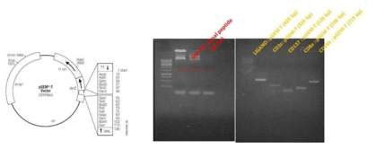 Exrtracellular & intracellular domain cloning