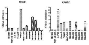 Realtime-PCR(SYBR)을 이용한 췌장암 세포주에서 신규 항원의 mRNA 발현 분석